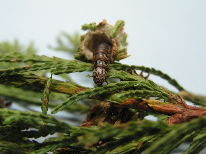 Bagworms